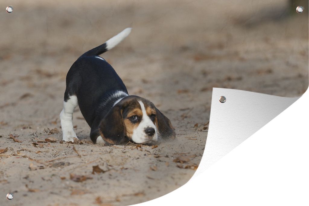 MuchoWow 120x80 cm Outdoor-Poster Gartendeko Sichtschutz Garten Poster für den Garten Ein junger Beagle-Welpe spielt im Sand