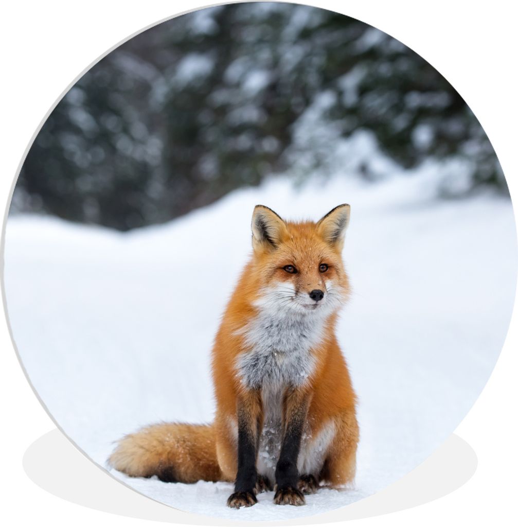 MuchoWow Rundes Wandbild - Runde Bilder Fuchs - Schnee - Wald Ø 90 cm Kreis Wanddekoration Kunststoff - Wandkreis - Wandschmuck - Wand-Kreis - W...