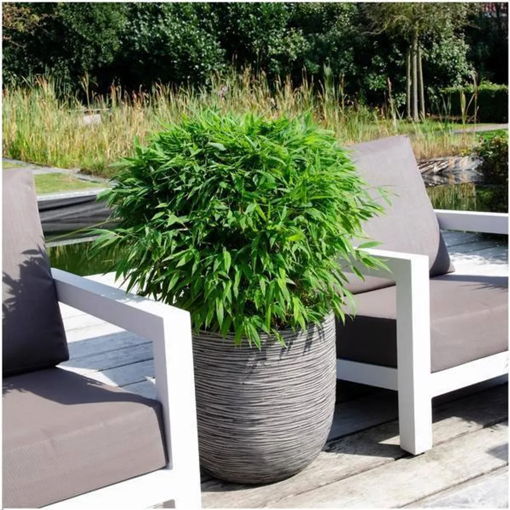 Bambou Fargesia murieliae Moontears Boobux - Hauteur 70cm - Pot Ø29cm