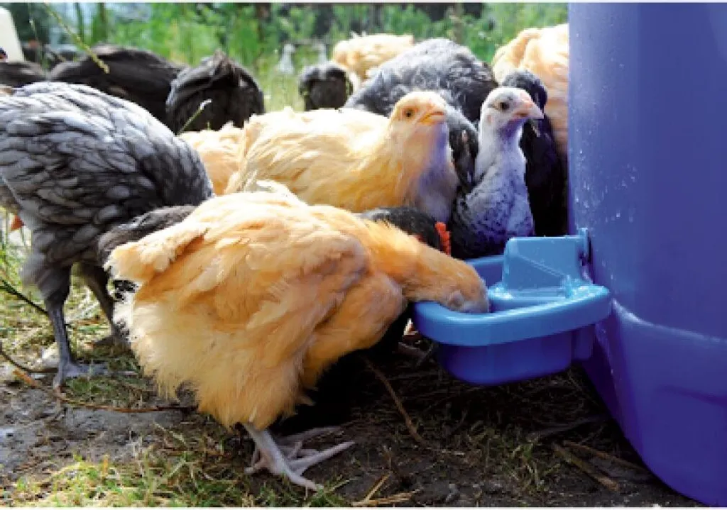 Abbeveratoio per Pollame da Autoassemblare in Plastica Alimentare Robusta - 2
