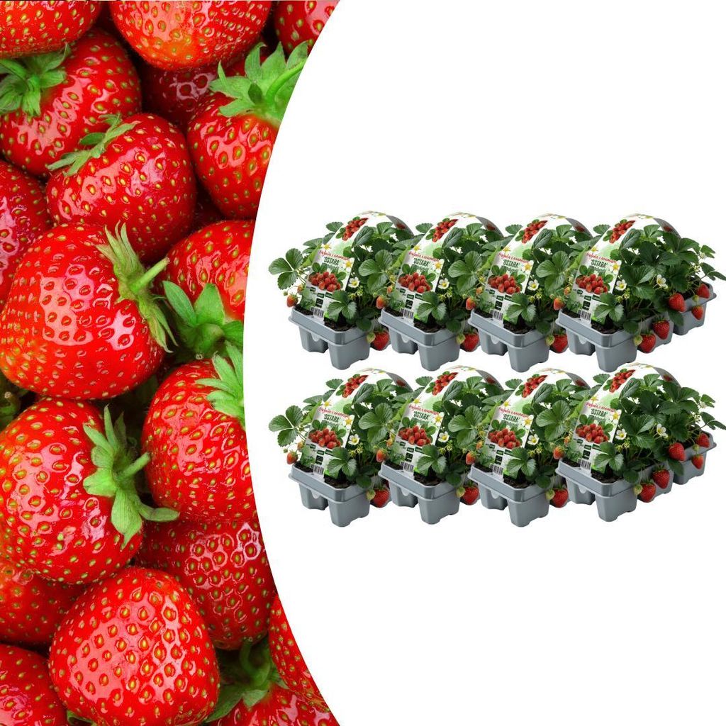 Erdbeerpflanzen 48er Set Fragaria winterhart für Garten Balkon Terrasse süße Erdbeeren selbst anbauen pflegeleicht essbare Pflanzen für sonnige...