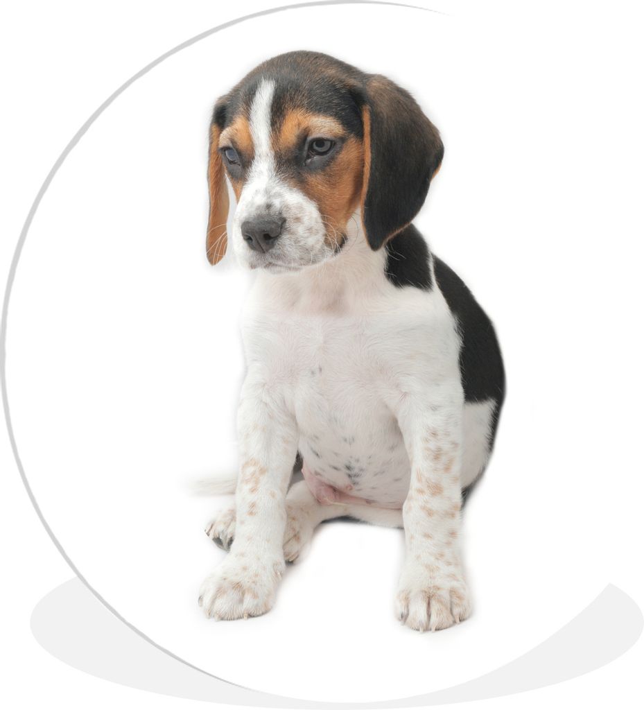 MuchoWow Rundes Wandbild - Runde Bilder Welpe - Weiß - Beagle Ø 90 cm Kreis Wanddekoration Kunststoff - Wandkreis - Wandschmuck - Wand-Kreis - ...