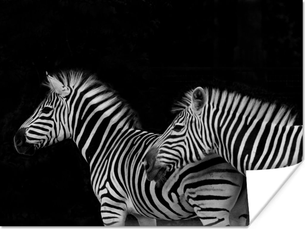 MuchoWow Poster Zebra - Weiß - Tiere - Schwarz 40x30 cm - Plakate für die Wände - Poster Wohnzimmer