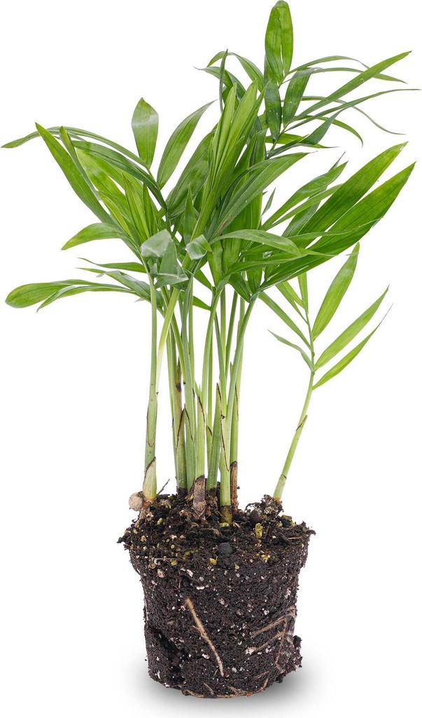 Bergpalme - Chamaedorea elegans 'baby' - Terrarienpflanze