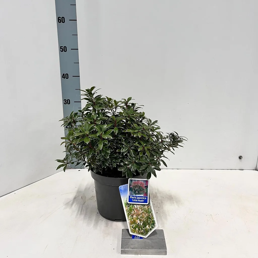 Andromède du Japon Little Heath | Plante de Terre de Bruyère 30cm