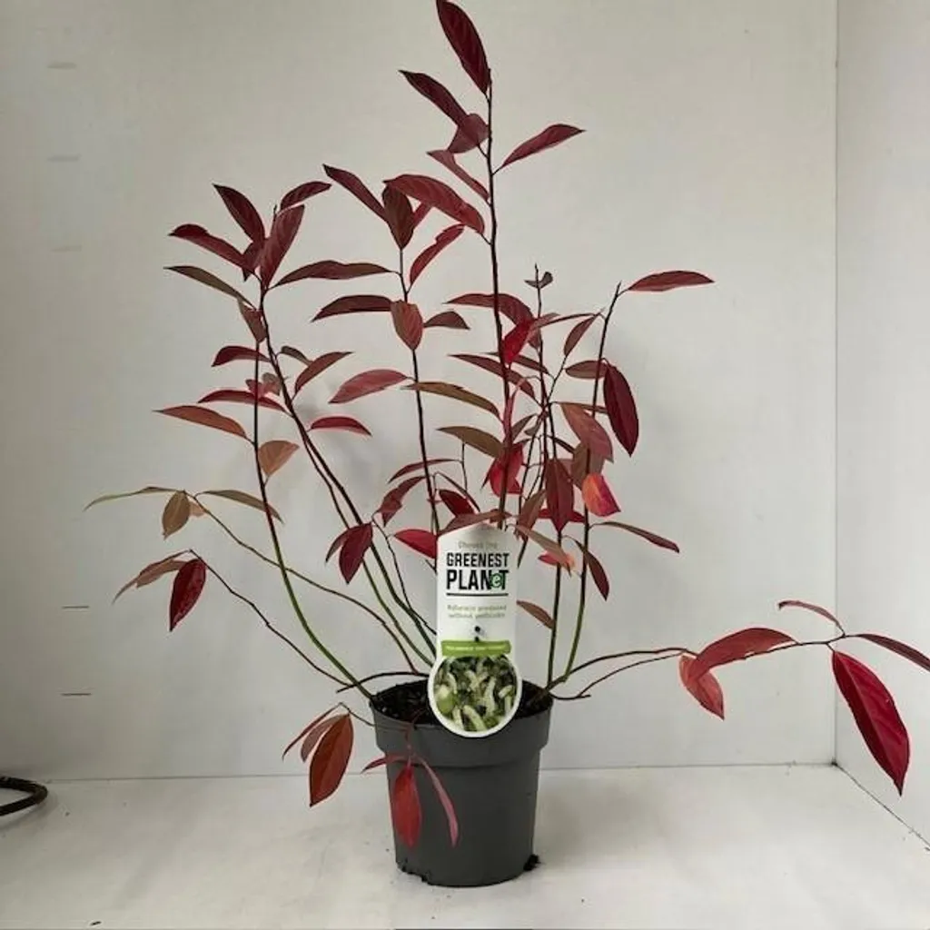 Arbuste de berge Itea 'Henry's Garnet' 60-70 cm - Idéal en pot