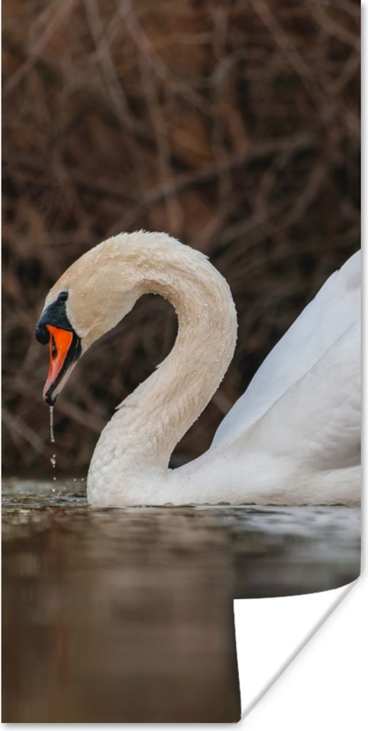 MuchoWow Poster Schwan - Wasser - Tiere - Vogel 20x40 cm - Plakat - Foto