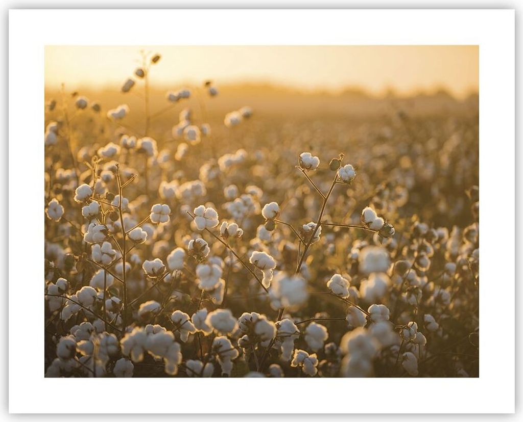 Poster - Poster ohne Rahmen - Baumwolle Feld Acker - 50x40 Produktbild 