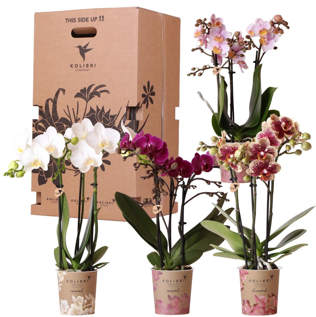 Kolibri Orchids – překvapivá krabička s rostlinami, výhodná Obrázek produktu 