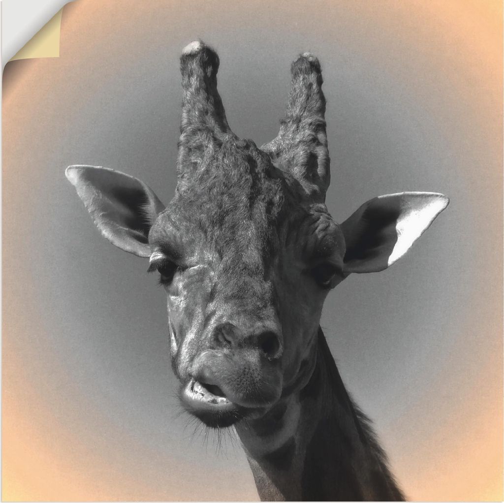 ARTland Wandbild, selbstklebend Giraffen Kontakt Größe: 40x40 cm