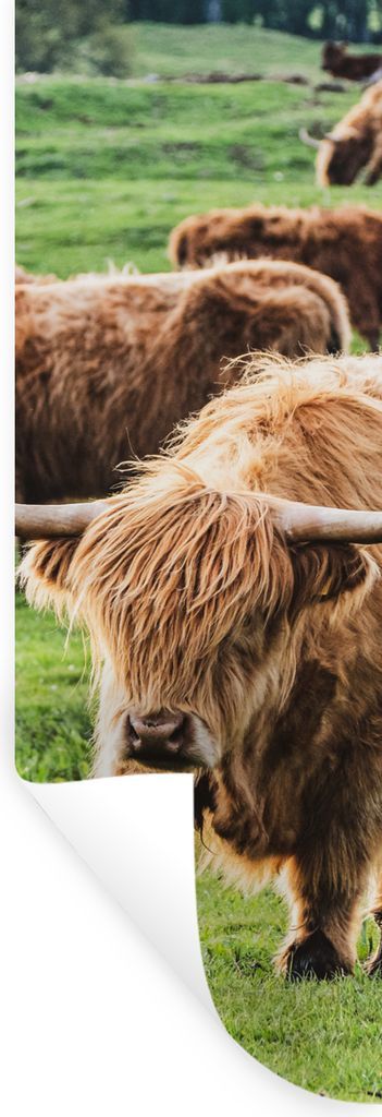 MuchoWow Wandtattoo Wandsticker Wandaufkleber Tiere - Schottische Highlander - Natur 50x150 cm Selbstklebend und Repositionierbar - Aufkleber