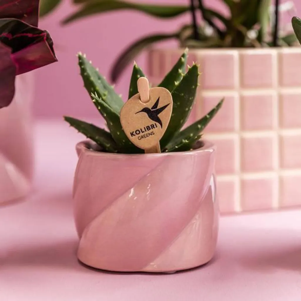 Composition de Plantes Intérieur Candy Pink Orchidée et Succulente - 7