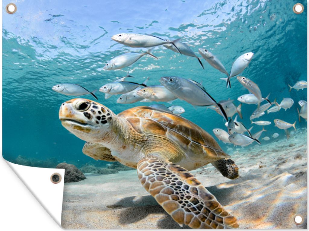 MuchoWow 40x30 cm Outdoor-Poster Gartendeko Sichtschutz Garten Poster für den Garten Schildkröte - Fisch - Meer