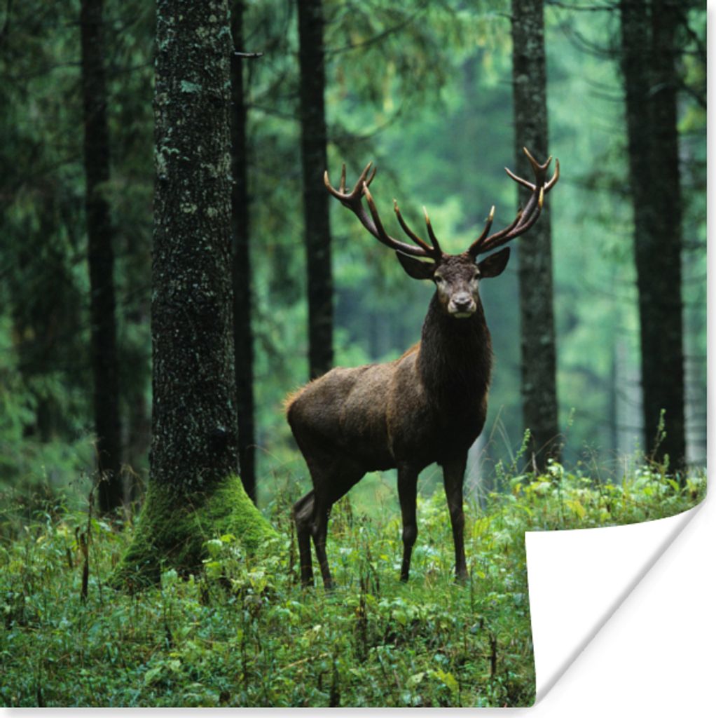 MuchoWow Poster Hirsche - Wald - Bäume - Tiere - Natur 100x100 cm - Babyzimmer