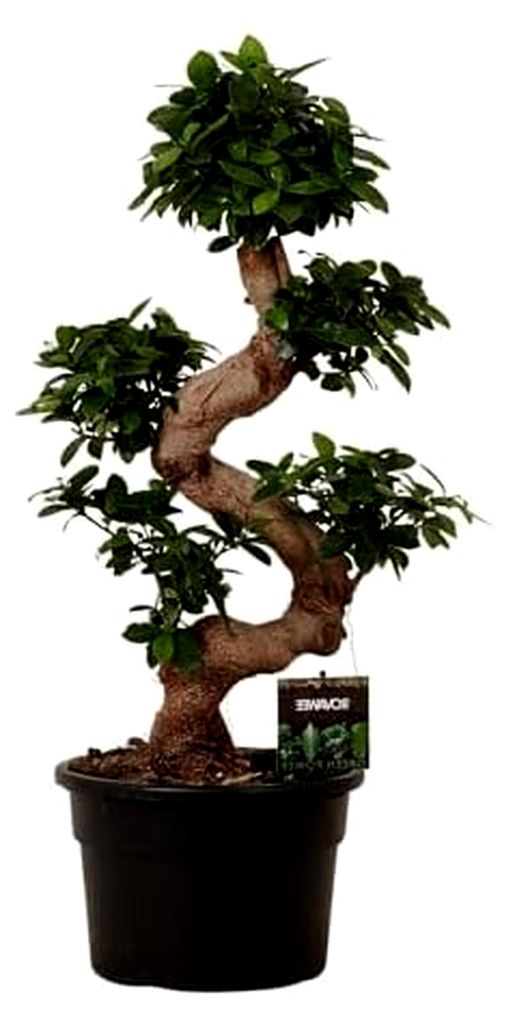Ficus Microcarpa Ginseng - Bonsai - Zimmerpflanze - Höhe 70-90 cm - Topfgröße Ø23 cm