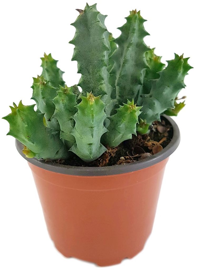 Aasblume im Ø 9 cm Topf Fangblatt exotische & pflegeleichte Zimmerpflanze Stapelia Huernia pillansii 