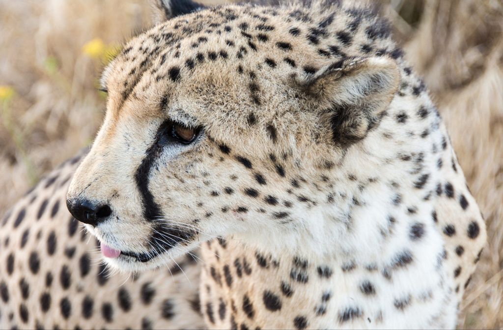 hansepuzzle 77258 - Schneeleopard Puzzle, 500 Teile, Tierwelt, 46,0 x 30,0cm mit hochwertiger Aufbewahrung, Kartonbox & Beutel