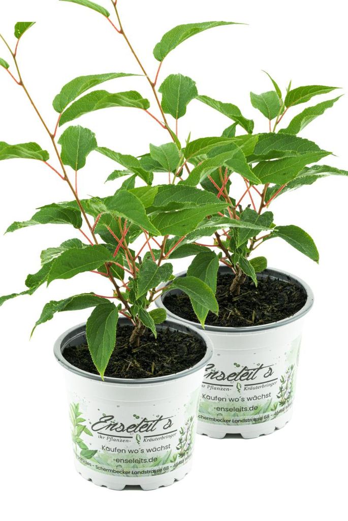 Enseleits Mini Kiwi 2 Pflanzen im Set (Actinidia arguta), Produktbild 