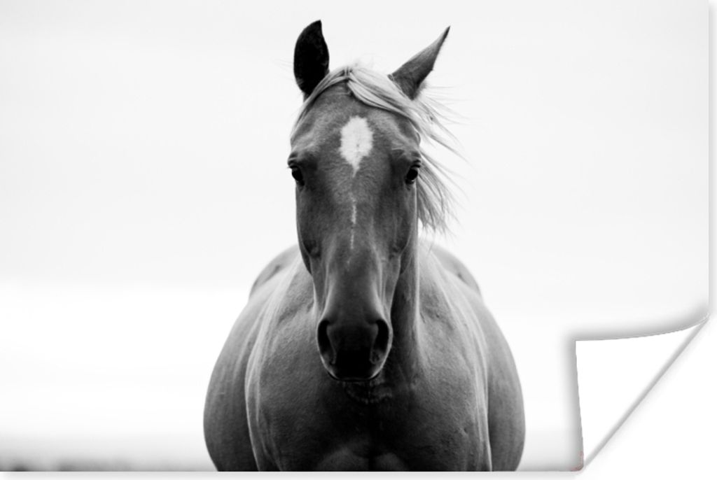 MuchoWow Poster Pferd - Schwarz - Weiß - Porträt 120x80 cm - Bilder