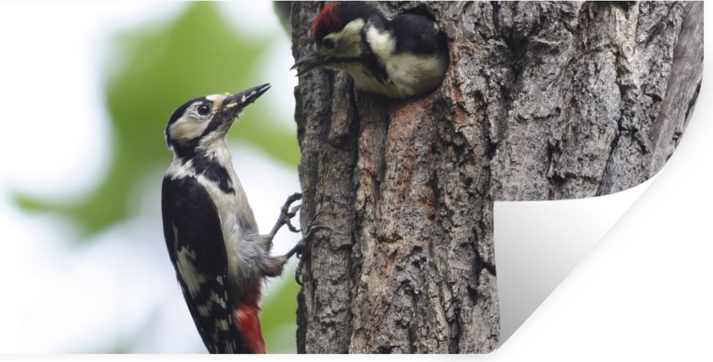 MuchoWow Wandtattoo Wandsticker Wandaufkleber Ein Buntspecht füttert seine Jungen 120x60 cm Selbstklebend und Repositionierbar - Sticker - Dekor...