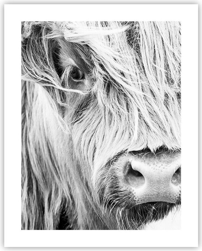 Poster - Poster ohne Rahmen - Kuh Scotch Tier - 40x50 cm - Wand Bild - Wanddeko - Wandbilder - Kunstposter - Wandposter - Bilder - Kunstdruck - Wan...