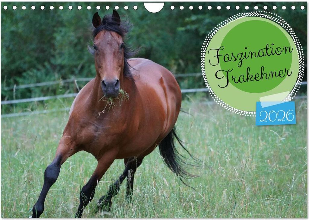 Faszination Trakehner (Wandkalender 2026 DIN A4 quer), CALVENDO Monatskalender