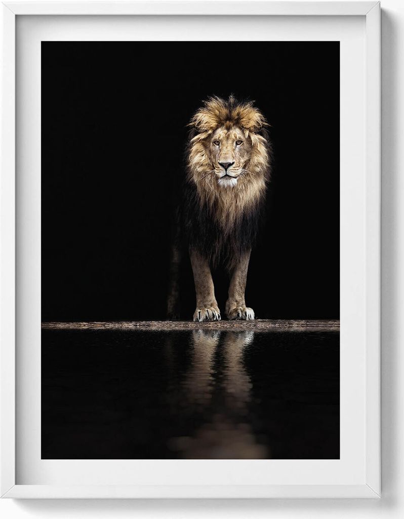 Einsames Tier wilder Löwe– Wandbild mit Rahmen – Gerahmtes Bild – Wanddekoration – 60x80 cm – Weiß Rahmen
