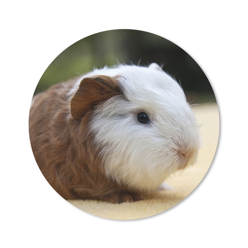 MuchoWow Mauspad Mousepad Junges Meerschweinchen 40x40 cm - Mousepads - Maus Mat - Pad - Mausunterlage - Schreibtisch Accessoires