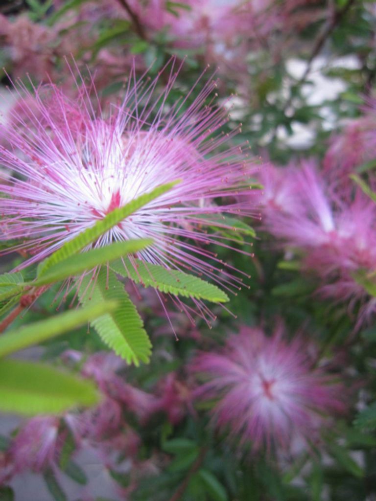 Calliandra surinamensis Dixie Pink - Rosa Produktbild 