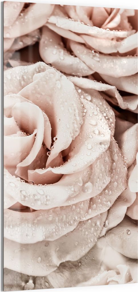 DEQORI Magnettafel Glas 50x100 cm 'Taufrische Rosen' beschreibbar Whiteboard Küche