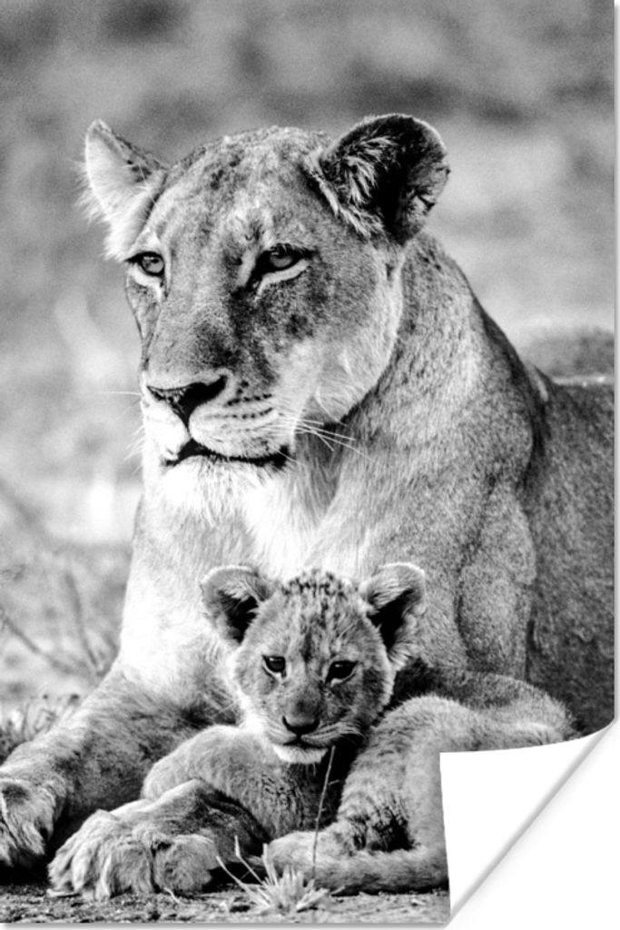 MuchoWow Poster Löwin und Junges - schwarz und weiß 80x120 cm - Papierdruck