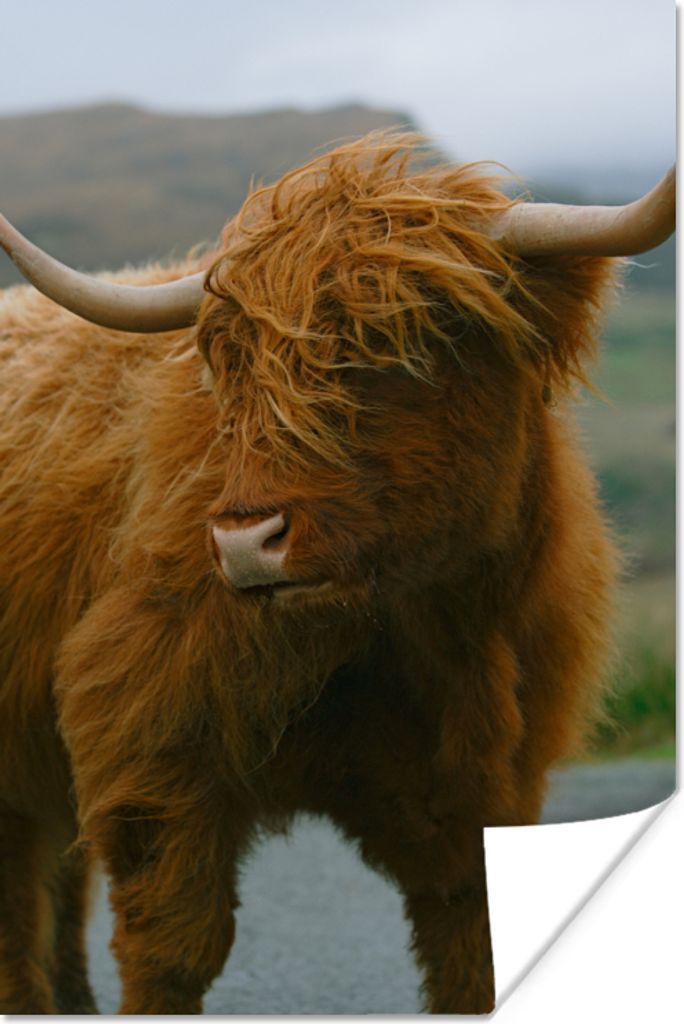 MuchoWow Poster Schottischer Highlander - Berg - Straße 60x90 cm - Wanddekoration