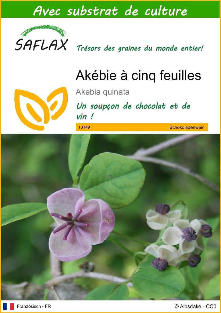 SAFLAX  - Akébie à cinq feuilles - 10 graines - Avec Image du produit 
