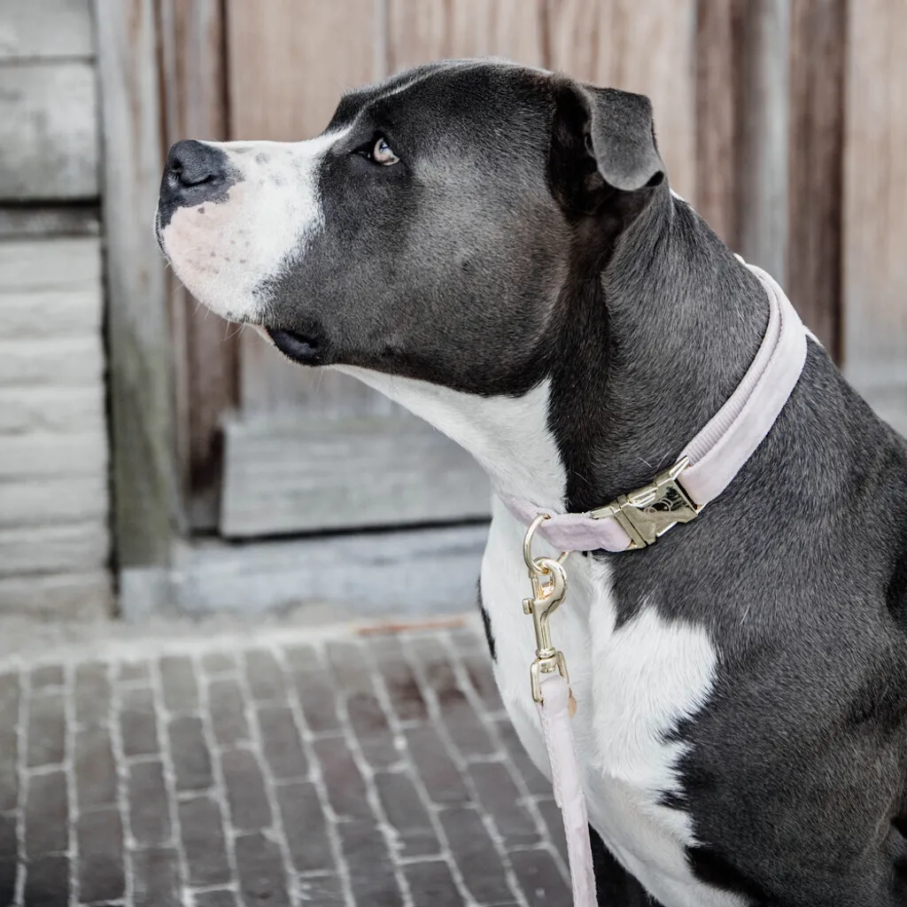Collare Cane Velluto Rosa Chiaro Kentucky Dogwear XXS | Lusso per Cuccioli