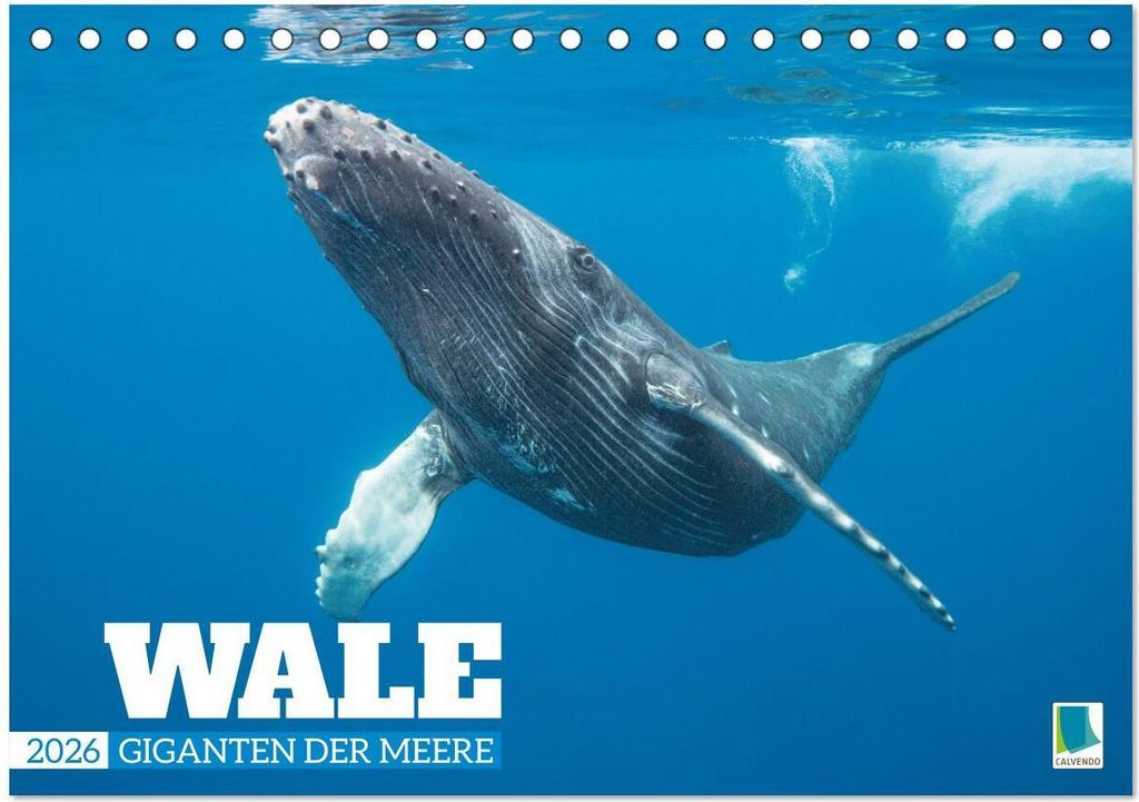 Wale: Giganten der Meere (Tischkalender 2026 DIN A5 quer), CALVENDO Monatskalender