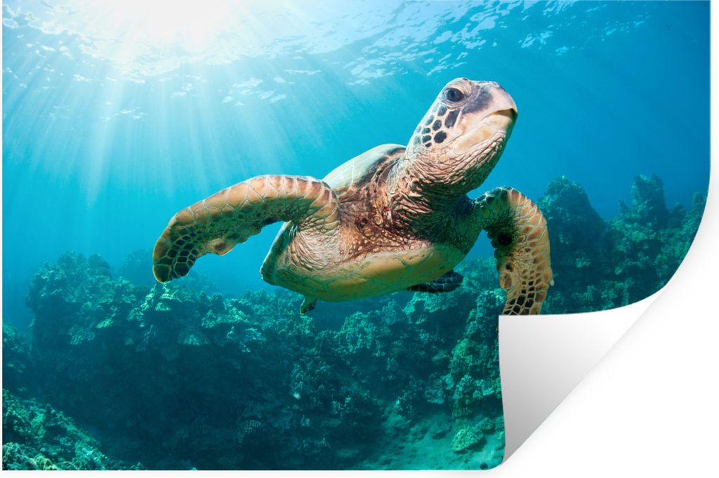 MuchoWow Wandtattoo Wandsticker Wandaufkleber Schwimmende Schildkröte Fotodruck 120x80 cm Selbstklebend und Repositionierbar - Selbstklebend - F...