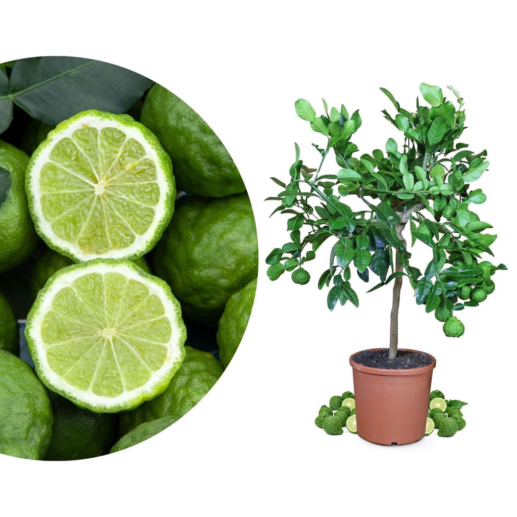 Meine Orangerie - Kaffir Limette Mezzo - Citrus Hystrix - Mauritius Papeda - Echte Kaffernlimette - Veredeltes Zitrus-Stämmchen in Gärtnerqualität