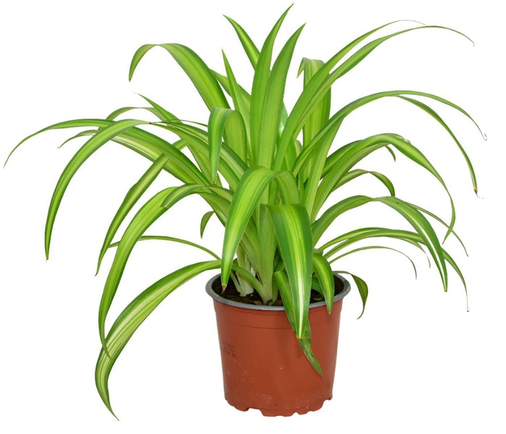 Zynesflora Chlorophytum Grünlilie - Ø 12 cm Topf - Höhe: 25 cm