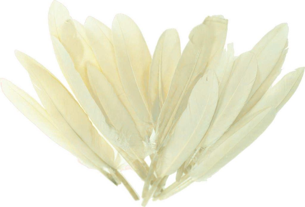 20 Entenfedern , 9-14 cm , vanille