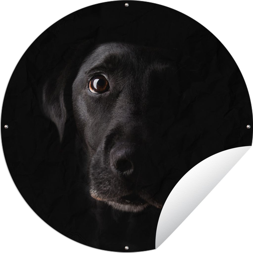 MuchoWow Gartenposter Outdoor-Poster Rund Ein schwarzer Labrador Retriever auf schwarzem Hintergrund Ø 120 cm Gartendeko Rundes Poster draußen