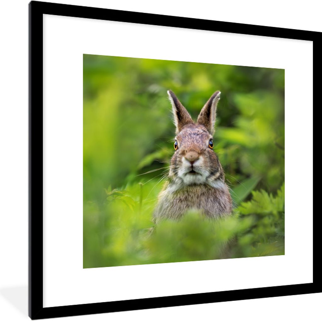 MuchoWow Gerahmtes Poster Kaninchen - Gras - Grün 40x40 cm - Poster mit Schwarzem Bilderrahmen Wandposter Rahmen Foto Bilder - Poster - Plakat i...