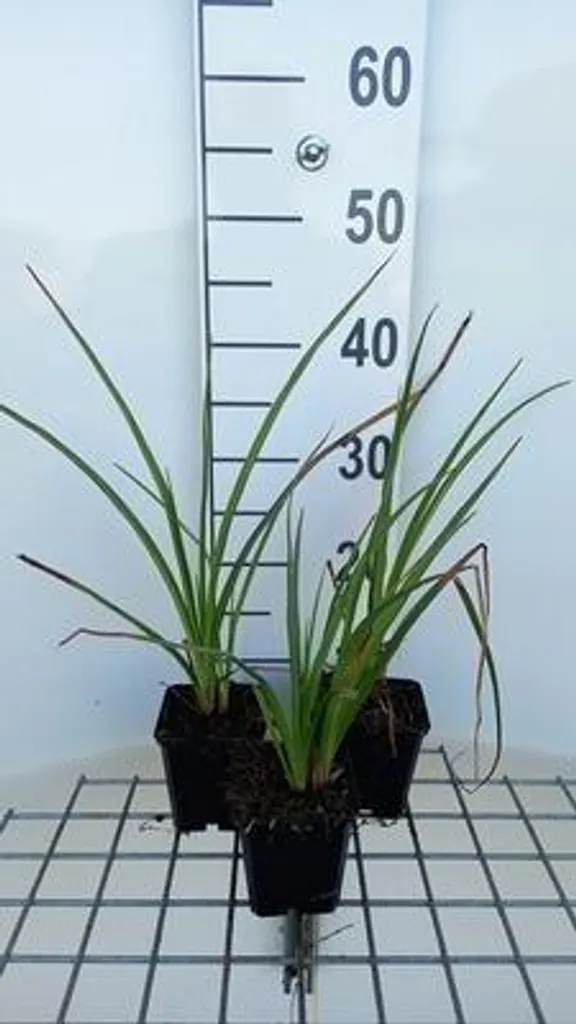 Fleurir un massif difficile avec 6 Lys torche Kniphofia jaunes