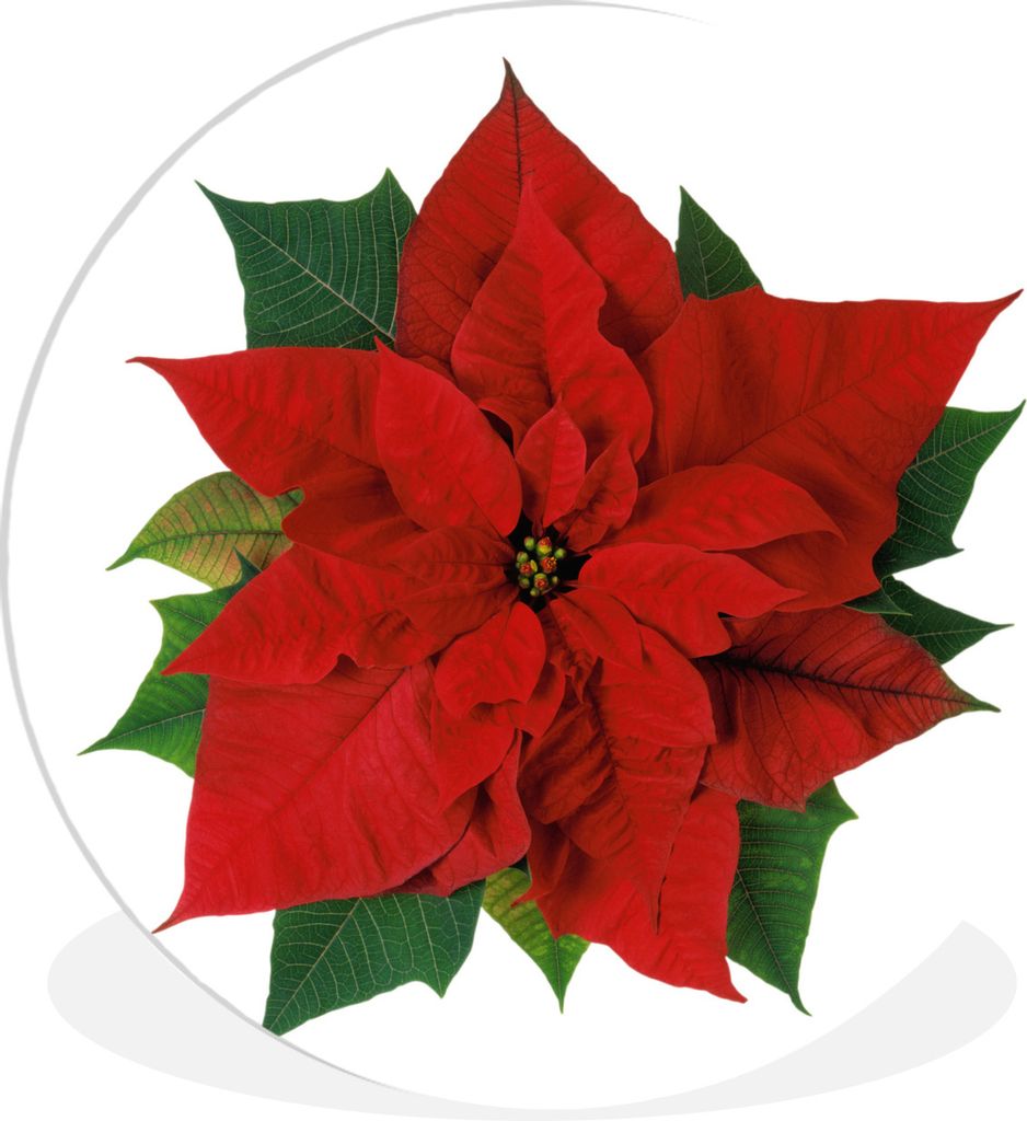 MuchoWow Rundes Wandbild - Runde Bilder Weihnachtsstern - Weihnachtsblume Ø 90 cm Kreis Wanddekoration Kunststoff - Wandkreis - Wandschmuck - Wa...