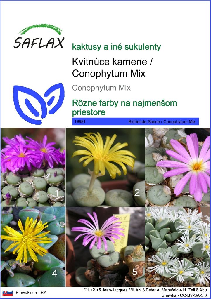 SAFLAX - Kvitnúce kamene / Conophytum Mix - Conophytum Mix Obrázok produktu 