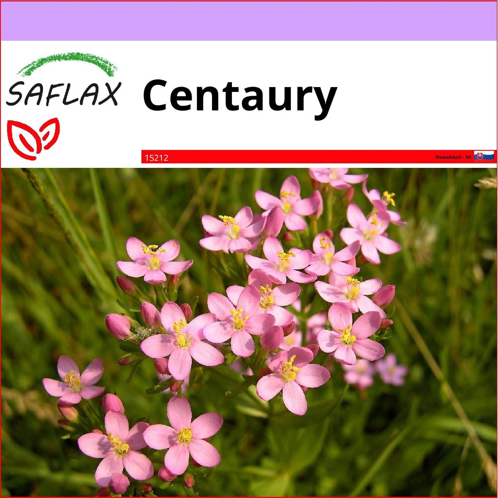 SAFLAX - Centaury - Centaurium erythraea - 250 Semená Obrázok produktu 1