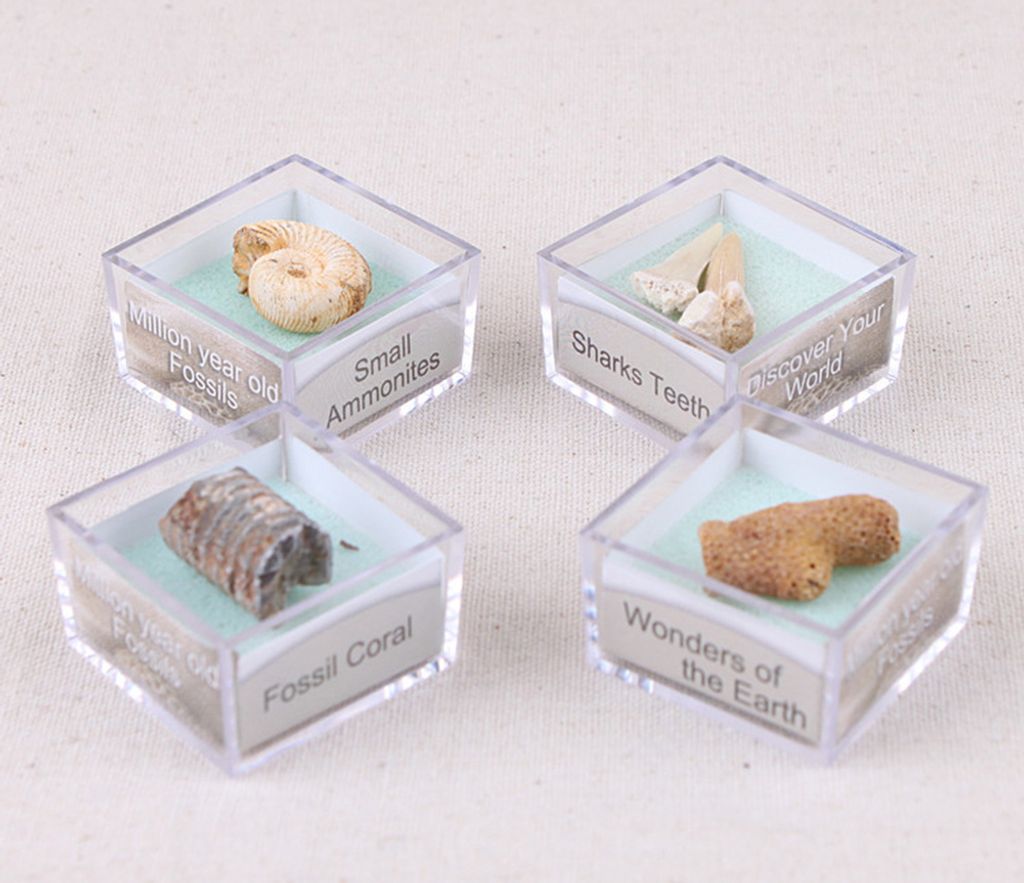 Protolith -Probe Ammonit Hai Zähne Gastropode Korallen Fossilien Steinsammlung