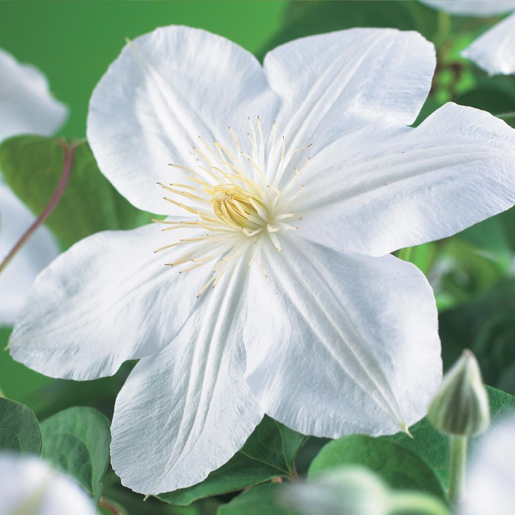 Kletterpflanze Clematis Madame Le Coultre – Cremig weiße Blüten – Wenig Pflege – 2 Pflanzen – 11 cm Höhe 40 cm – Für Garten, Terrasse...
