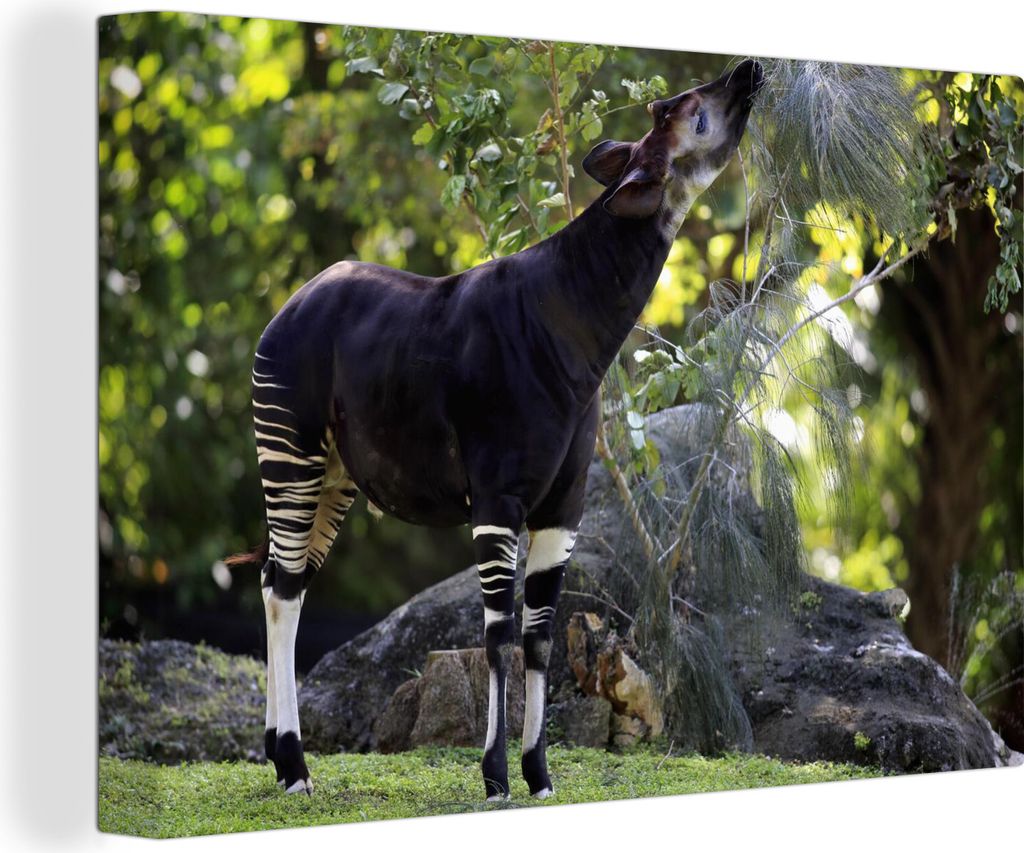 OneMillionCanvasses - Leinwandbilder - 140x90 cm, Okapi frisst Blätter im Grasland, Wandbilder Kunstdruck Wanddekoration