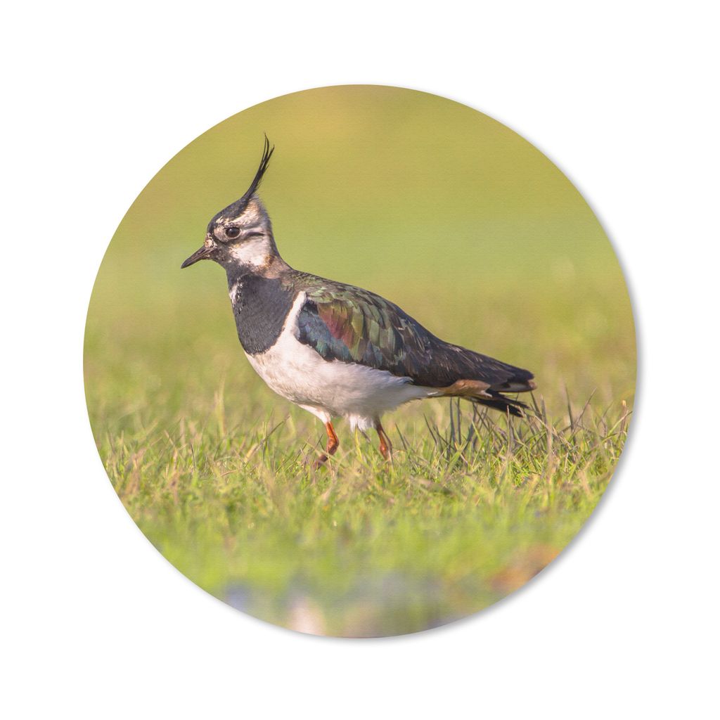 MuchoWow Mauspad Mousepad Vogel - Gras - Natur - Tiere - Kiebitz 30x30 cm - Mousepads - Maus Mat - Pad - Mausunterlage - Tischunterlage - Schreib...