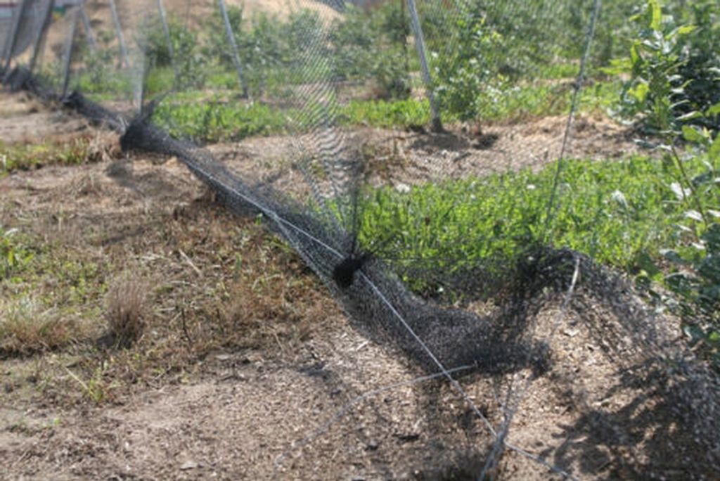 Gartenschutznetz 6x10m (30g/m2) + Stifte für Obstgarten Produktbild 10